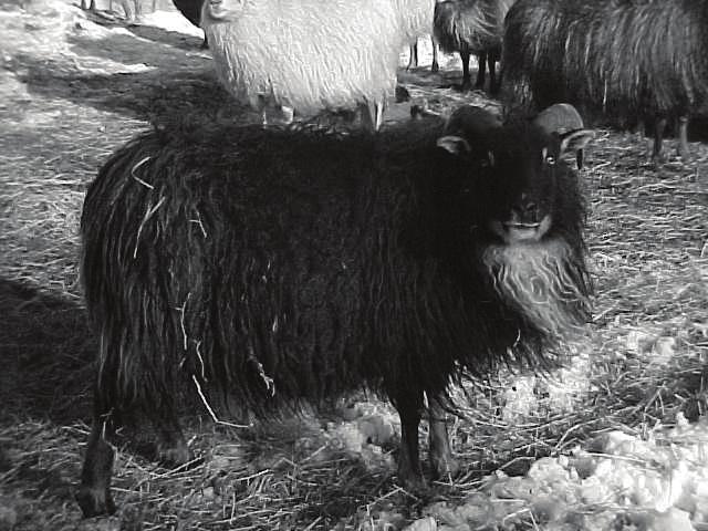 A horned black badgerface ewe 5)The Mouflon pattern is the same as descried above in Gray Mouflon,except that the colour is