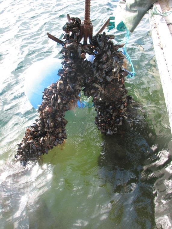 Aquaculture Mussel Farming SABRI continues to operate three mussel farm sites and a primary processing plant providing a