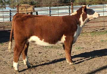 She will make a beautiful bred in the show ring next summer and go on to be a front pasture donor dam. We will be retaining a flush at the buyer s convenience and seller s expense.