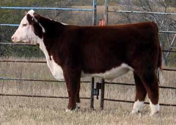 Cornhusker Classic Steers 27 Consignor -Valley Creek Ranch - Fairbury, NE VCR 028X Lucky 523C calved: 2/14/15-43624051 - scurred UPS DOMINO 3027 CHURCHILL SENSATION 028X CHURCHILL LADY 7202T ET KJ