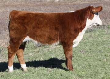 Cornhusker Classic Steers 30 Consignor - Nolles Cattle Co. - Bassett, NE NCC Mr.