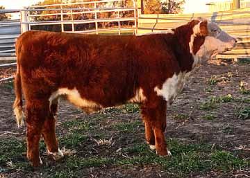 a long spined, strong topped, big hipped and deep ribbed steer out of an Outcross son and and Mill Creek cow. This steer has a lot of upside potential.
