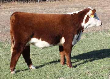 JACK 2540 SS ROBINS PRIDE 914 30 - Nolles Cattle Co. 32 This one catches your eye faster than a light in the dark. Tres brings all of the qualities of a show steer to the table.