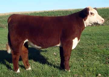 Cornhusker Classic Steers 33 Consignor -Huwaldt s Herefords - Randolph, NE HH Shotgun H66 calved: 3/17/15-43595858 - polled CRR ABOUT TIME 743 AH RIGHT TIME A18 BLACKTOP BLUE SKY 848 MCM LOADED
