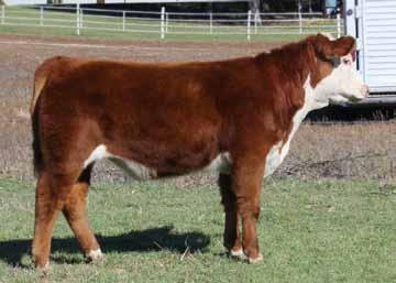2070 M 33 - Huwaldt s Herefords 534 is a hairy, clean fronted calf with a real wide base. He is a mid May with a real good look to him. 35 Consignor - Nolles Cattle Co.