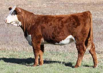 SALLY 5037 CJH HARLAND 408 SR HARLET 8131 SR FRANCI 988 This heifer was Reserve Junior Champion heifer at the 2015 Wyoming State Fair.