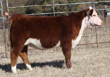 TOBEY 711T 6M POWER PAC B22P RKP MISS POWER 911 DS MS 9059 BEEF 3555N This Cash Flow female is a hard one to let go.