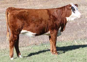 506 is a female with as much rib shape, depth of body and capacity as you could ask for. Buy with confidence because this one will make a cow!