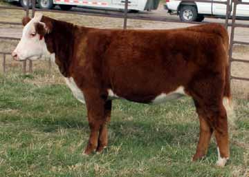FLASH 118Y MCM LADY FLASH 334A MCM LADY TIME C135Y This double bred About Time heifer is the first calf out of the bred heifer that sold in this sale a year ago from McMahons.
