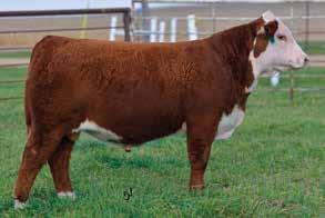 8 Mile High Night 2017 National Hereford Sale OF CARLOAD BULLS This year we are especially excited to be offering the pick of our Carload of bulls.