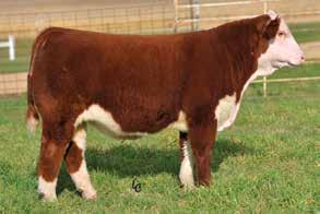 The carload will feature sons of two of our top young herd sires, JDH Victor 719T 33Z and JDH JJD 9Y 485T All In 96B, plus sons of KCF Bennett Encore Z311.