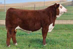 GE-EPDs are available on all of the bulls. We are offering ¾ interest and full possession on your pick of the bulls; we will be retaining a full ¼ semen interest.