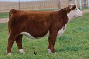 33Z progeny are gaining popularity across the country and both his sons AND daughters consistently rise to the top.