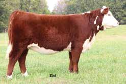 13 Mile High Night 2017 National Hereford Sale OF HEIFER PEN Offering your choice of our fall yearling heifer pen sired by DM BR Sooner.
