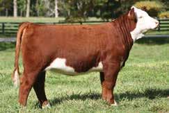Sired by the popular Catapult bull, her genetics backed by 719T have maternal emphasis.