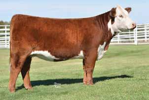 Mile High Night 2017 National Hereford Sale OF HEIFERS Selling choice of these two females H KARLY 2515 ET DAM OF LOTS 17A, 17B, 18A AND 18B 17A K SUGAR 552 ET 43673374 Calved: Sept.