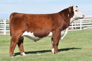 January 13, 2017 Denver, Colo. "Karly" is my foundation Hereford female that my family purchased for me to start my National Junior Hereford Association membership with from the Hoffman Ranch.