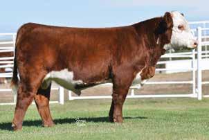 She is an own daughter of the tremendous donor, HH Miss Advance 5139 ET, owned by Sierra Ranches and Holden Herefords, who has produced over $1 million in progeny sales.