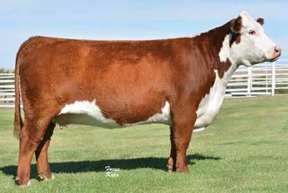 He sold through the sale to George Ochsner & Sons for $20,500. After three more successful flushes and a spring 2016 natural bull calf, Karly looks to continue her dam's phenomenal production.