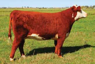 18 LOT 19 ERNST MS BUILT TUFF 499 A deep bodied, feminine and moderate daughter of Built Tuff. His daughters are proving to be outstanding females.