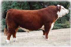 The service sire of the pregnancy 499 is carrying is UPS Sensation 2504 ET. His dam is the famous 78P cow. 2504 is being used heavily across the industry and is leased to Accelerated Genetics.