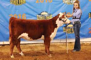 25 Mile High Night 2017 National Hereford Sale LOT 25A BK 5280 LADY 6050 ET OF HEIFERS Bill King Ranch is proud to offer a pick of our three finest heifers!