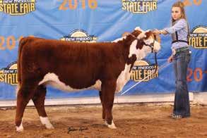 They will be great show heifers or donor prospects. The Wildcat heifer is loaded with pigment and high growth with a 97 YW EPD. She would be a fine addition to any cow herd.