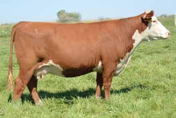 26 January 13, 2017 Denver, Colo. OF DONORS /S LADY ADVANCE 9018W HER NATURAL MAY HEIFER CALF SOLD FOR $17,000.