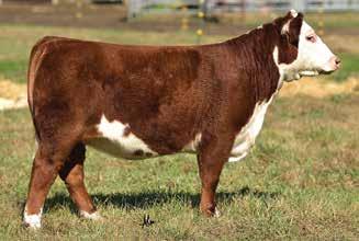 27 Mile High Night 2017 National Hereford Sale OF HEIFERS We wanted our best heifer for the Denver sale and it has been a challenge for us to decide which heifer we like best.