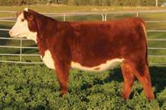 The Caliberry cow is producing super show heifers that are leaving their mark in the ring. If you like their pictures, they are even more impressive in person.