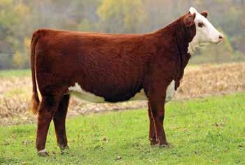 29 29A January 13, 2017 Denver, Colo. OF PEN We are selling the pick of our Pen of Three Heifers in the Yards.