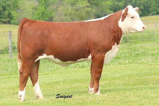 Mile High Night 2017 National Hereford Sale LOT 30 CSF RAMSEY GABRIELLE 1D ET 30 CSF RAMSEY GABRIELLE 1D ET {DLF,HYF,IEF} P43722316 Calved: Jan.