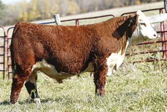 32 Mile High Night 2017 National Hereford Sale OF TWO (2) BULL PENS While building our Hereford cow herd, we have tried to replicate the type of cattle that