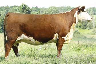 10 P.16 P P.13.12.12.12.11 DHB 743 LAURA 183 DAM OF LEADER 6043 AND MILES 6016 P43228151 Calved: July 28, 2011 Tattoo: LE 183 1.8 3.7 51 78 20 46 1.8 92 1.