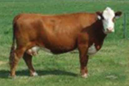 Mile High Night 2017 National Hereford Sale R Leader 6994 is one of many who was progeny of former picks of our female herd and has topped our annual bull and female sale.