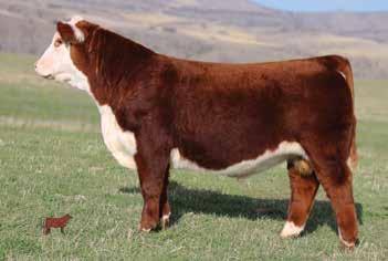 Records can be sorted on any trait in the largest in-herd database in the breed. For more pictures and information, go to www.rauschherefords.