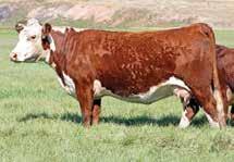 This 2017 crop will include progeny of a number of young, stacked pedigree sires as well as calves by proven trait