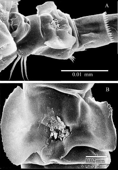 VOLUME 119, NUMBER 2 207 Fig. 3. SEM micrographs of Pseudodiaptomus terazakii, female. A, Urosome, ventrolateral view; B, Genital area, showing large expanded genital flaps, ventral view.