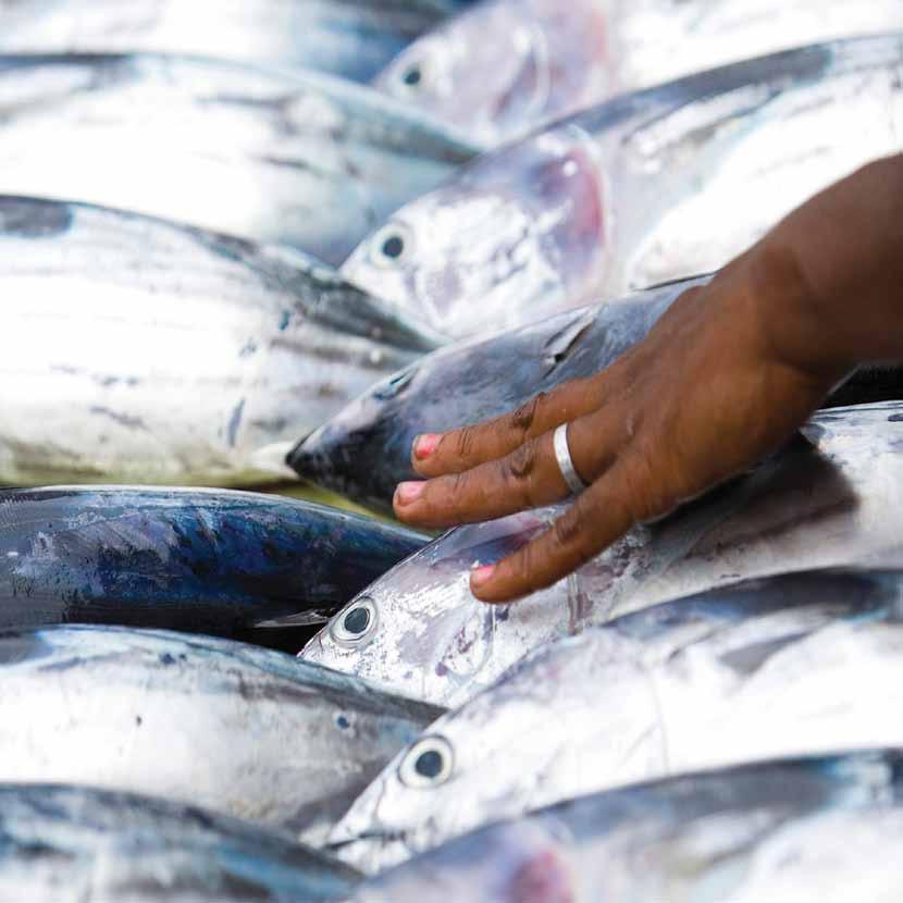 Image Fish market in Honiara.