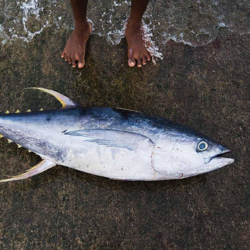 Image A yellowfin tuna lies on