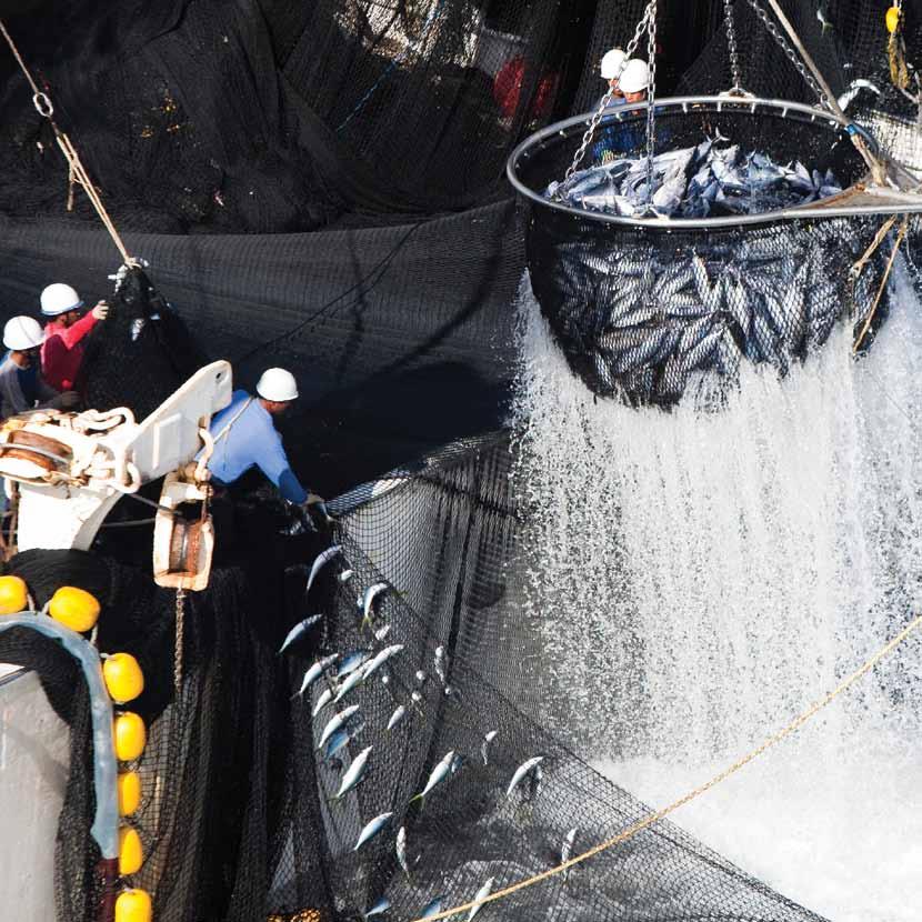 Image Fishermen from a Japanese purse seiner scoop up tuna attached to a fish aggregating