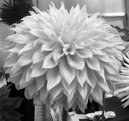 Originality and different perspective. Unusual effects. Emotional response felt similar to distinctiveness category on the Dahlia Trial Gardens Score Card.