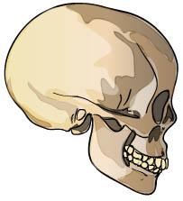 Name: Date: Student Exploration: Human Evolution - Skull Analysis Prior Knowledge Questions 1. Label one of the skulls below as human and the other as a chimpanzee skull.