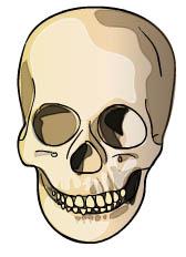 This fossil was some of the earliest evidence of human evolution. In this lab you will discover some of the ways that skulls can be used to learn about human evolution.