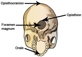 Activity A: Activity A Get the Gizmo ready: Foramen Magnum Introduction: Skulls, even from the same species, can have a wide variety of shapes and sizes.