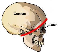 Measure: To estimate the cranial capacity of each skull, use the photographed image.