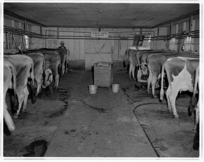 Cows at milking stations click on the