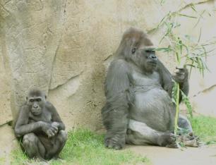 monkeys and great apes: chimps, bonobos, and orangutans. [Not gorilla.