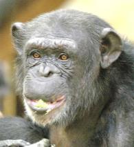 A bonobo may play a version of blindman s buff, holding a hand over