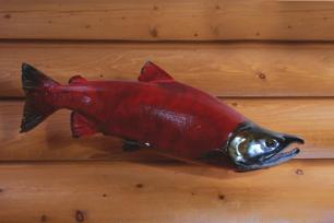 Fisherman Collectors Museums Sockeye Salmon Conservation Districts Interior Decorators Tanning, Rugs,